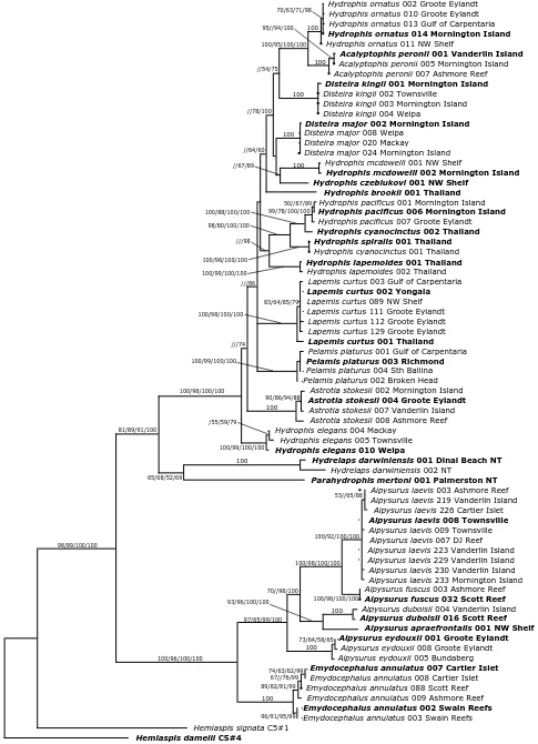 Figure 2.3. Maximum likelihood/Bayesian tree from combined cytochromebootstrap values / Bayesian posterior probabilities