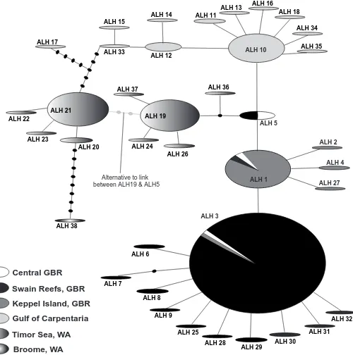 Figure 3.3. Statistical parsimony haplotype network for Aipysurus laevis constructed using TCS 1.13