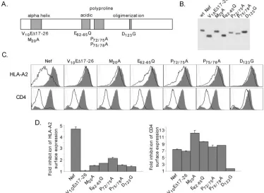 FIG. 2. Analysis of Nef mutants. (A) A schematic diagram of Nef functional domains important for Nef to affect MHC-I trafﬁcking (1, 6, 13,21, 32)
