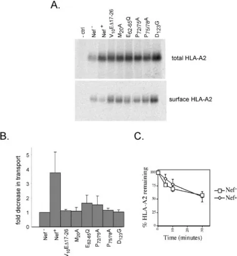 Fig. 2 were harvested after 3 days, pulse-labeled for 15 min, and chased for1 h in the presence of a cell-impermeable biotinylation reagent to labelcell surface proteins