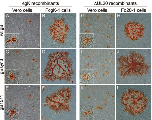FIG. 8. Plaque morphology of gK- and UL20-null viruses carrying syncytial mutations in gB