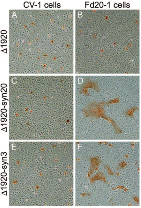 FIG. 9. Plaque phenotypes of �viruses on CV-1 (A, C, and E) and FcgK-1 (B, D, and F) cells.Conﬂuent cell monolayers were infected with the�and viral plaques were visualized at 48 h postinfection by immunohis-1920-syn20 (C and D), or1920, �1920-syn20, and �1920-syn3 �1920 (A and B), �1920-syn3 (E and F) at an MOI of 0.001,tochemistry.