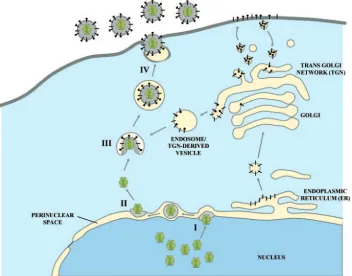 FIG. 10. Schematic of HSV-1 virion morphogenesis and egress. (I) Mature capsids budding through the inner nuclear membrane into theperinuclear space