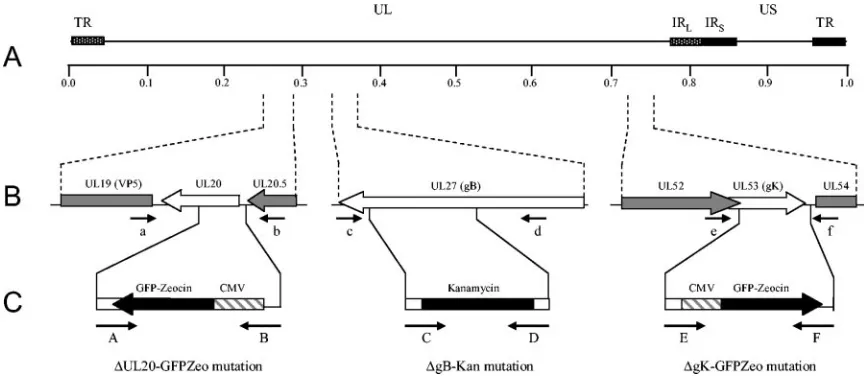 FIG. 1. Schematic of the strategy for the construction of pYEbac102 mutant BACs. (A) The top line represents the prototypic arrangementof the HSV-1 genome, with the unique long (UL) and unique short (US) regions ﬂanked by the terminal repeat (TR) and internal repeat (IR)