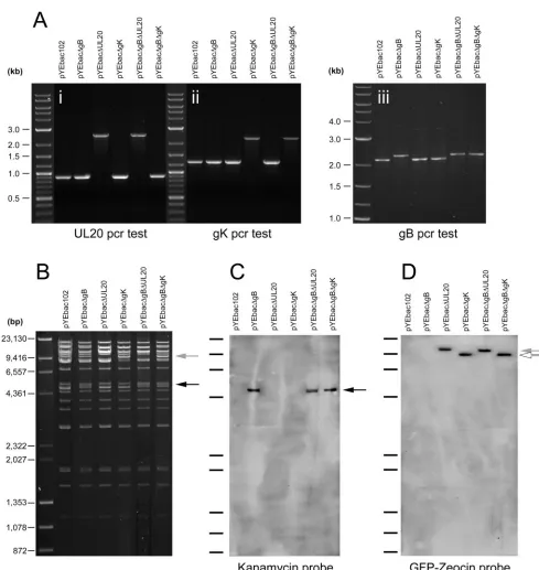 FIG. 2. Genomic analysis of pYEbac102 mutants. (A) Diagnostic PCR to conﬁrm the insertion of the relevant gene cassettes in place of thedeleted genomic regions in UL20 (A, panel i) UL27 (gB) (A, panel ii), and UL53 (gK) (A, panel iii)