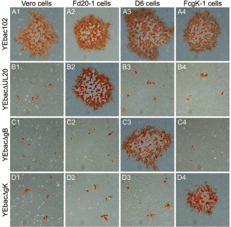 FIG. 3. Plaque phenotypes of gB-, gK-, and UL20-null viruses. The plaque phenotypes of YEbac102, YEbac�YEbac(C1, C2, C3, and C4), or YEbacD4) cells