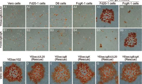FIG. 4. Plaque phenotypes of double-null viruses and rescued viruses. The plaque phenotypes of YEbac�Vero (A1 and B1), Fd20-1 (A2 and B2), D6 (A3 and B3), and FcgK-1 (A4 and B4) cells or Ad5-gB infected Fd20-1 (A5 and B5) and FcgK-1 (A6and B6) cells are sh