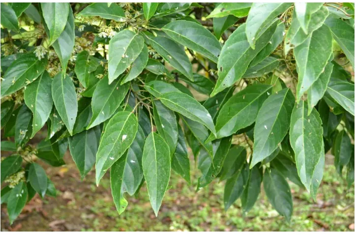 Fig 4. Elaeocarpus variabilis leaf 