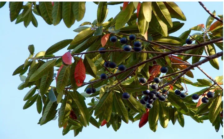 Fig 6. Elaeocarpus variabilis whole plant-II 