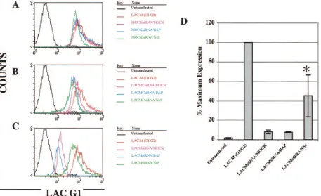 FIG. 7. Inhibition of LACV M segment RNAi by NSs. 293T cells were transfected with either NSs-FLAG or BAP-FLAG, were treated 24 hlater with the LACM1566 siRNA, and were cotransfected with the LACV M segment (G1/G2)