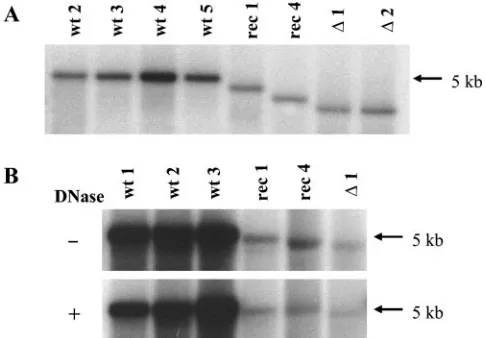 TABLE 4. Infection-mediated particle infectivity switch of plasmid-derived wild-type virusa