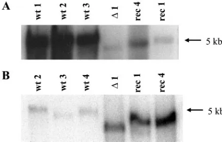 FIG. 6. Differential susceptibility of vector and wild-type virus ge-nomes to Hirt extraction from internalized particles