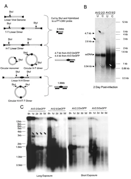 FIG. 5. Southern blot analysis of Hirt DNA extracted from AV2:5/2eGFP- and AV2:2/2eGFP-infected HeLa cells