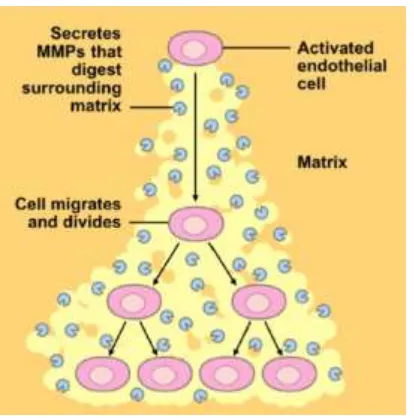 Figure.8 Endothelial cell activation  