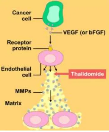 Figure.12 Molecules that interfere with steps in the angiogenesis signaling  