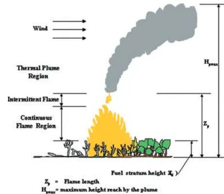 Fig. 1. Forest ﬁre plume in a slight wind.