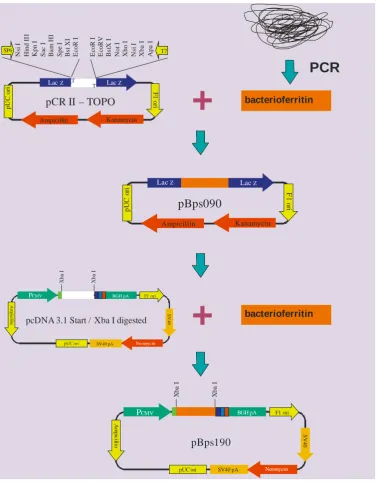 Figure 1:  Construction of the bacterioferritin DNA vaccine Bps190. The bacterioferritin gene was amplified by PCR and cloned into the intermediate vector pCRII TOPO to ensure alignment and a correct reading frame