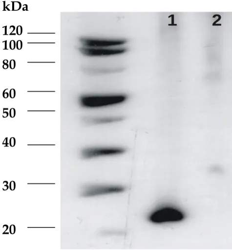 Figure 2:  In vitro expression of bacterioferritin encoded in the DNA vaccine detected by western blot