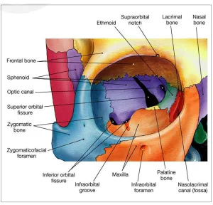 Fig 1a: Bones forming  the orbital walls 