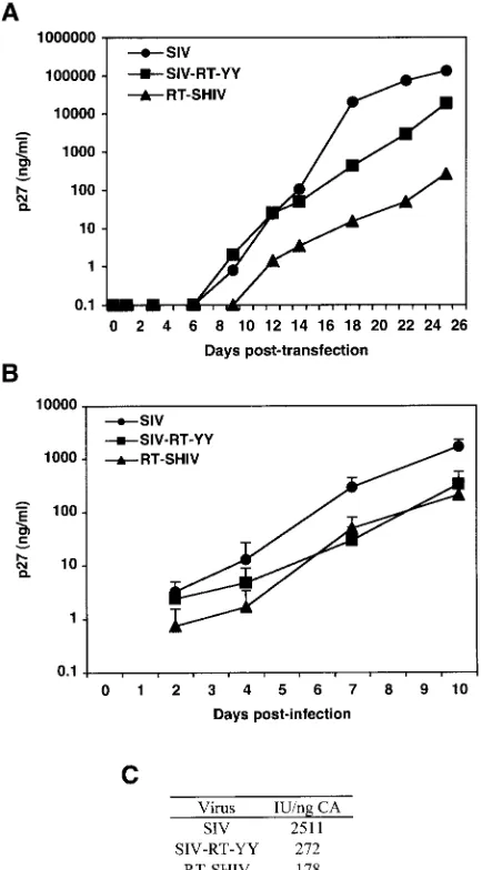 FIG. 3. Immunoblot of HIV-1 RT from HIV-1 and RT-SHIVmneRT-SHIV0.77Recombinant RT was used as a positive control