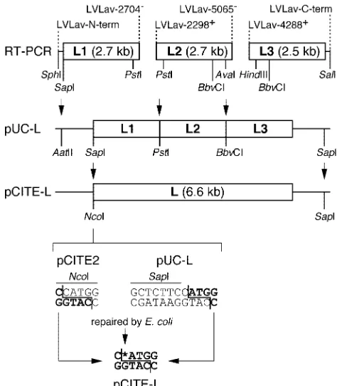 FIG. 1. Flowchart of construction of L protein expression plasmid.The L gene was ampliﬁed in three fragments by PCR