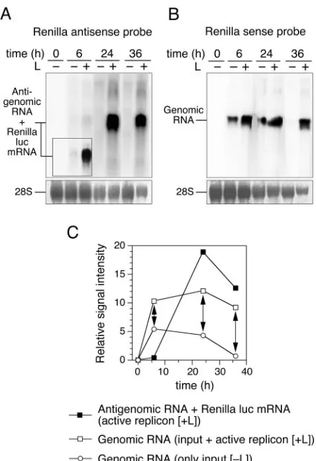 Figure 7 shows the blots and the quantitative evaluation of
