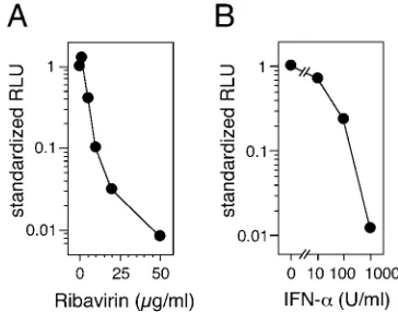 FIG. 9. Inhibition of replicon activity by ribavirin and IFN-�The same concentrations were added again 4 h after transfection