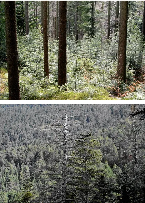 Figure 3: TopAbies albaPyrenees, Spain.landscape with an increasing rate of dead trees.from Linares and Camarero [ity of the bioclimatic and anthropic factors influencing treespecies decline, see e.g