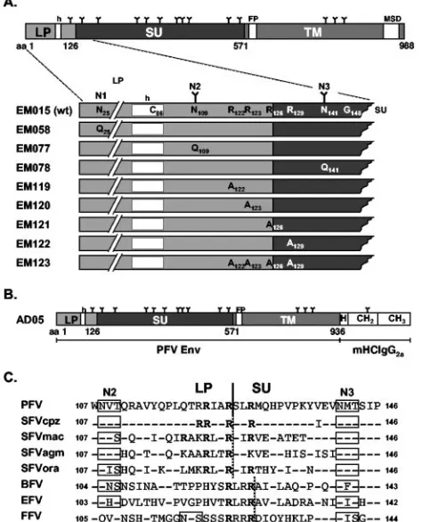 FIG. 1. Schematic illustration of the PFV Env proteins. (A) Sche-matic outline of the PFV Env domain organization