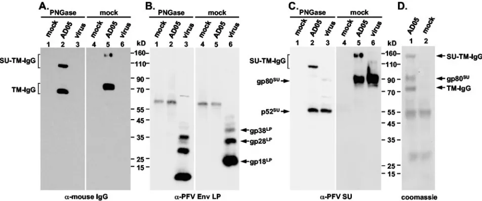 FIG. 3. Characterization of a PFV Env-mIgG2a immunoadhesin. The AD05 PFV Env-IgG (AD05) immunoadhesin was puriﬁed in small (A-C)or medium scale (D) by protein A precipitation from transfected 293T cell supernatant