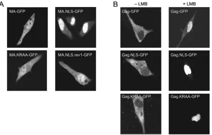 FIG. 1. Schematic diagram of wild-type and mutant MA proteins. The RSV Gag polyprotein is depicted at the top, with the MA, p2, p10, CA,NC, and PR domains indicated