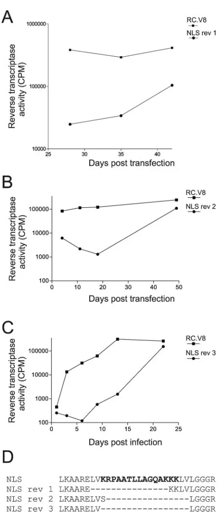 FIG. 5. Isolation and sequencing of viral revertants. (A and B) QT6cells were transiently transfected with proviral constructs expressing