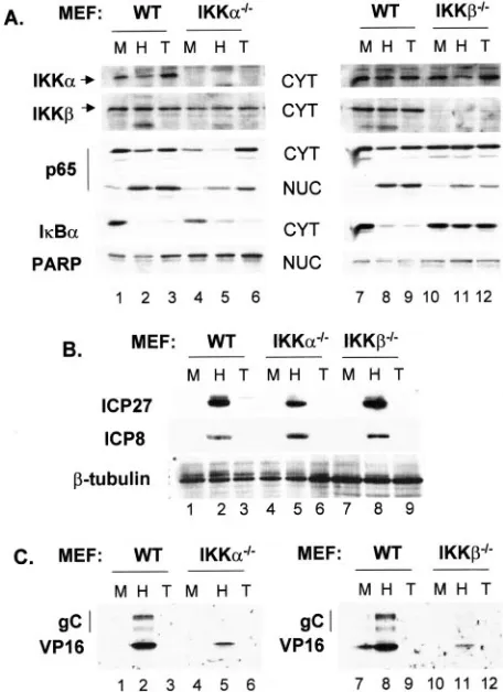 TABLE 1. Virus yield assays from normal, IKK��/�, andIKK��/� MEFsa