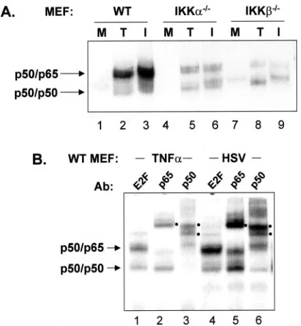 FIG. 2. IKK�infected for 8 h with HSV were incubated with antibody to NFcient replication in HSV-infected cells