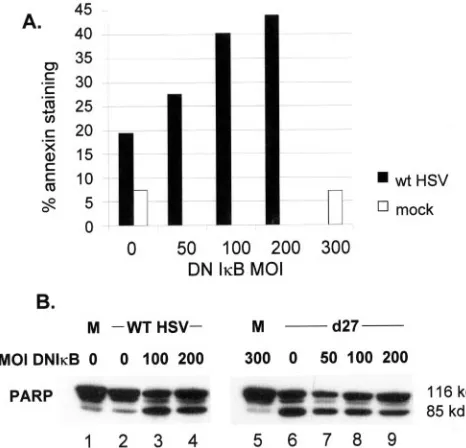 FIG. 5. NF�fected cells. (A) Replicate monolayers of Hep2 cells were infected withan adenovirus vector expressing DNImoter at the indicated MOI