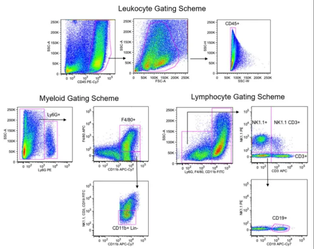 Figure 2.3: Gating scheme for flow cytometry. Leukocytes were identified by CD45  expression