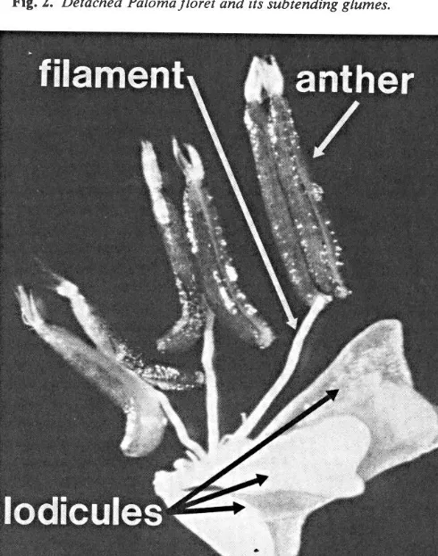 Fig. 3. Androecium ofPolomaflower tilrh lodicules. 