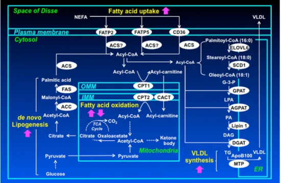 Fig. 1 Mechanisms of hepatocellular lipid metabolism and their dysregulation in non-alcoholic fatty liver disease (NAFLD)