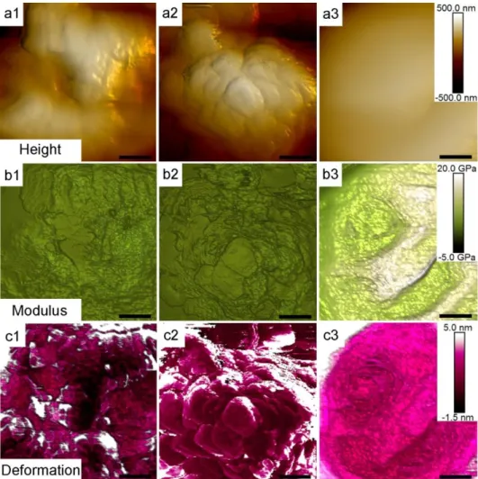 Figure  2.  Surface  variations  of  microcapsules.  Top-view  AFM  (a)  topographic  image,  (b)  elastic modulus and (c) deformation of (1) h-MPCMs, (2) h-MPCMs after removal of eicosane  and (3) s-MPCMs
