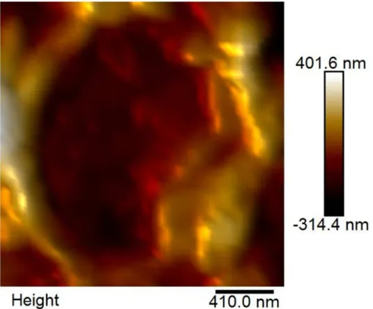 Figure S1. AFM topographic image of a cross-section of h-MPCMs microcapsule.   