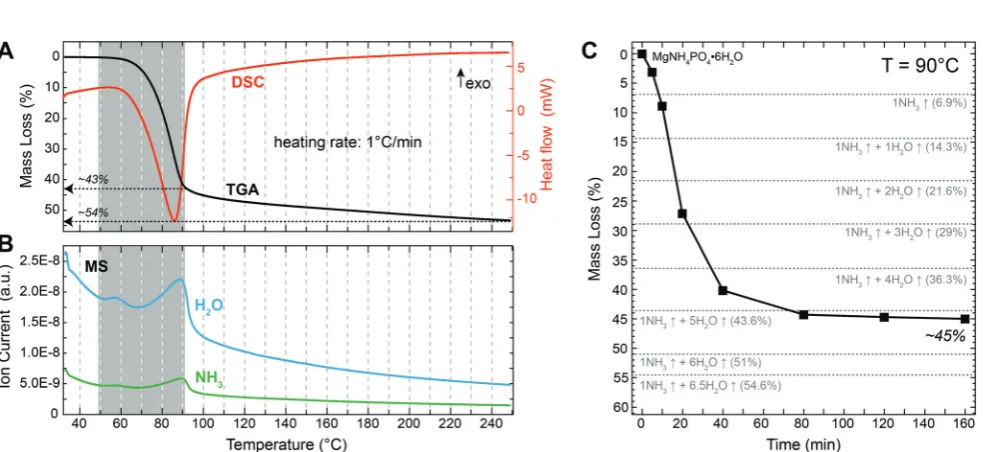 Fig. 1SEM images of struvite crystals as-synthesized at room temperature. (A) Medium sized dendritic, X-shaped struvite crystals synthesized bymeter-sized, lath-shaped struvite crystal synthesized by slow counter-dihigher magnitrations (fast solution mixin