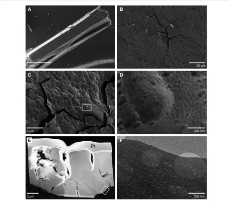 Fig. 3(A) SEM image of a larger, mm-sized struvite crystal after heat-treatment at 70 °C for 3 hours