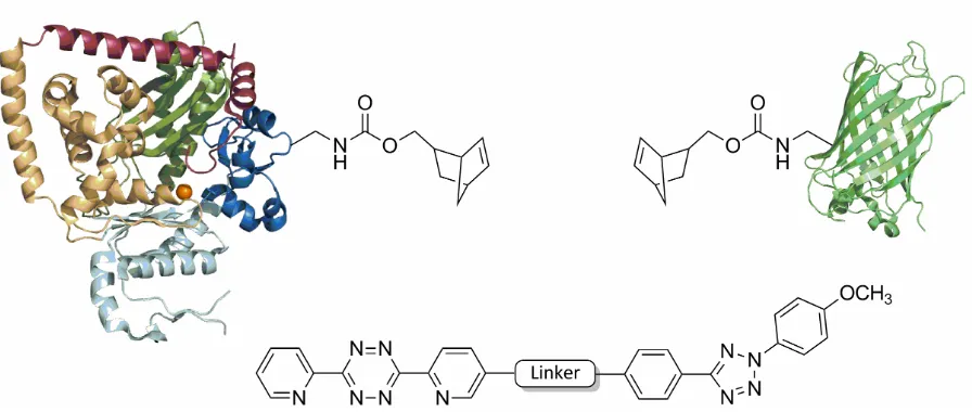 Figure 3: Norbornene-modified polymerase κ (19 – 526), eYFP, and the applied bifunctional linker