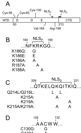 FIG. 1. Integrase domain structure and mutant viruses. (A) Sche-matic diagram of integrase, highlighting the three functional domains