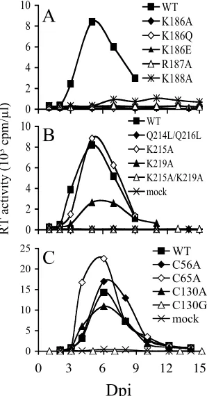 FIG. 3. Integrase mutant virus release from cells. Supernatants ofHeLa cells transfected with the indicated viruses were analyzed for