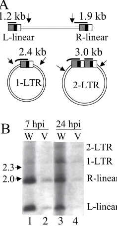 Fig. 6C. Although each integrase mutant formed a lower ab-
