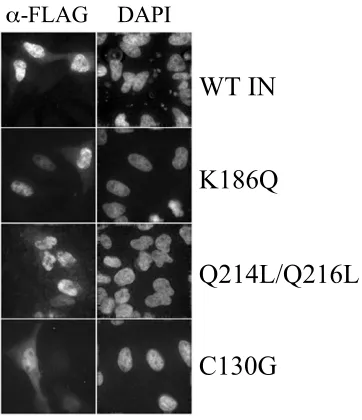 FIG. 7. Distribution of Flag-tagged wild-type (WT) and mutantintegrase (IN) proteins in HeLa cells