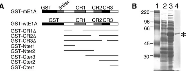 FIG. 1. Constructs and expression of GST fusion proteins. (A) Schematic diagram of GST fusion protein constructs