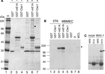 FIG. 3. Identiﬁcation of mouse Sur2 as a speciﬁc MAV-1 E1A-interacting protein. (A) Large-scale GST-mE1A pulldown assay