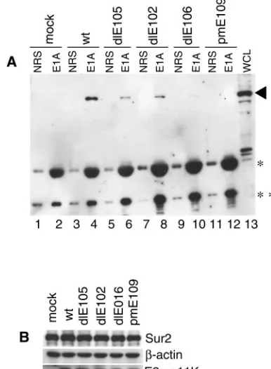 FIG. 6. Cytopathic effects in Sur2�MOI. Phase contrast pictures were taken at 7 days postinfection with an Olympus microscope (400/� and Sur2�/� MEFs upon MAV-1 infection